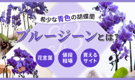青色の胡蝶蘭「ブルージーン」とは？花言葉や値段相場、販売サイトを