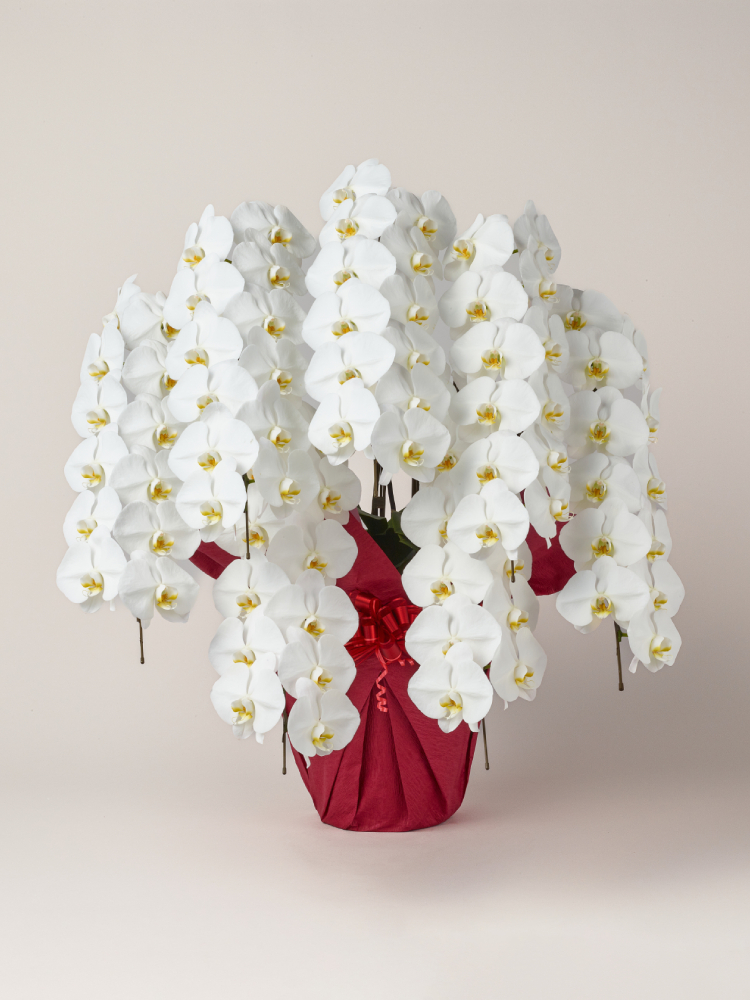 【Flower Smith Gift】胡蝶蘭 大輪 白 7本立ち 84輪以上