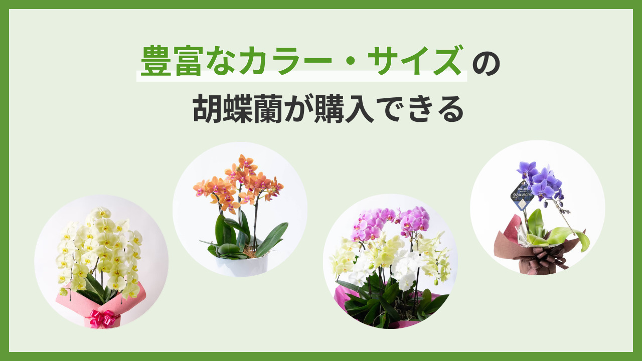 豊富なサイズ・カラーの胡蝶蘭が購入できる