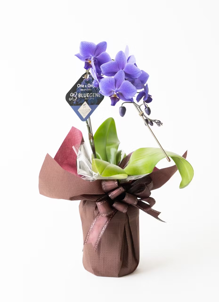 【Hitohana】ミディ胡蝶蘭　青　1本立ち