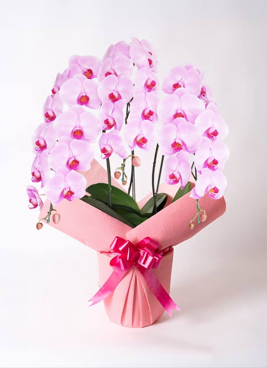 【Hitohana】胡蝶蘭　大輪　ピンク　3本立ち　30～35輪以上