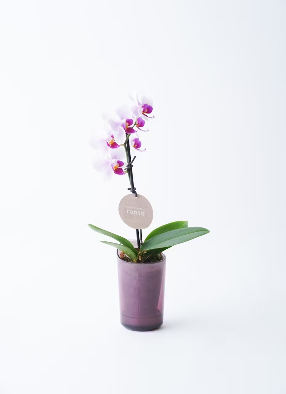 【Hitohana】ミニ胡蝶蘭　ranto　ライトピンクSサイズ×レッド鉢