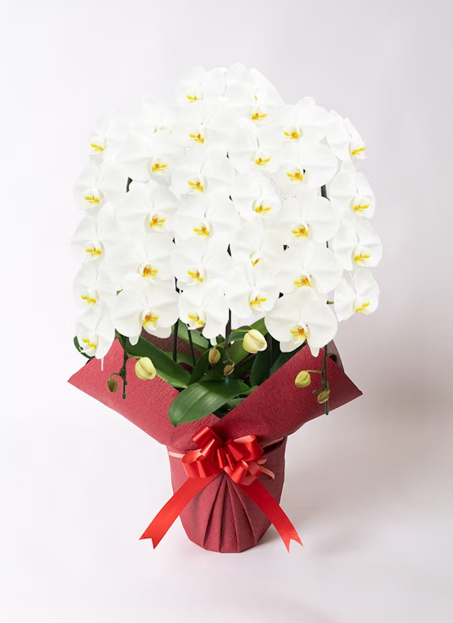 【Hitohana】胡蝶蘭　大輪　白　3本立ち　35～40輪以上