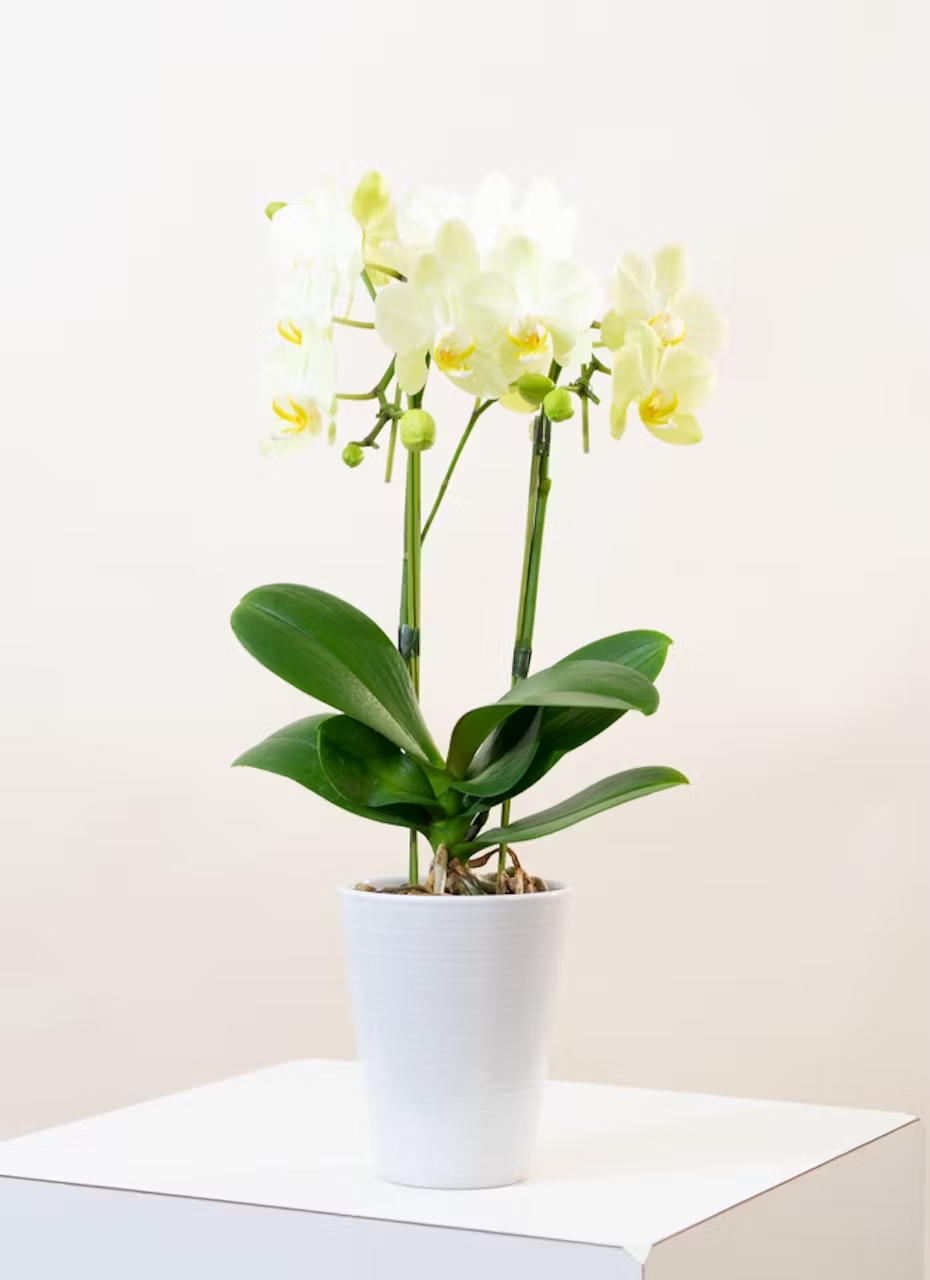 【Hitohana】ミディ胡蝶蘭　黄色　2本立ち
