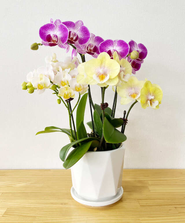 【らんや】ミニ胡蝶蘭　おまかせミニMIX B