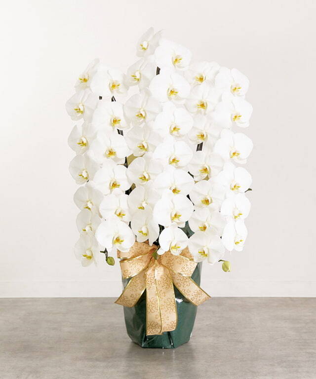 【らんや】白大輪胡蝶蘭　3本立42輪程度