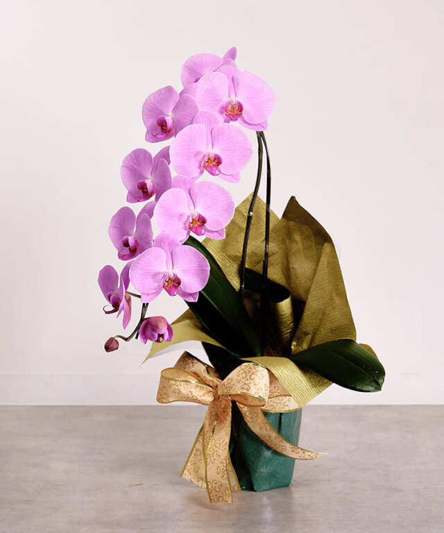 【らんや】ピンク大輪胡蝶蘭　グレイス1本立ち10輪程度