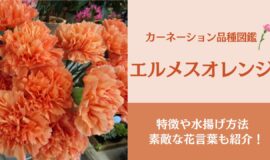 カーネーション エルメスオレンジ 色や花もちなどの特徴 素敵な花言葉も紹介 Bloom Note ブルームノート