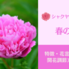 シャクヤク品種図鑑「春の粧」