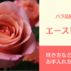 バラ品種「エースピンク」色や咲き方などの特徴・お手入れ方法を解説