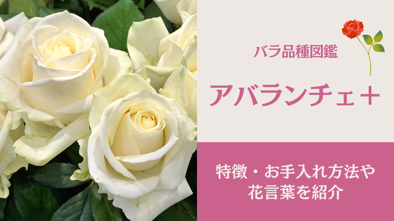 バラ品種「アバランチェ＋」の特徴や花言葉・水揚げ方法を紹介