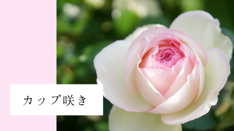 バラの咲き方の種類を解説!花形・開花時期別に分類|Bloom Note(ブルームノート)
