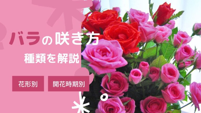 バラの咲き方の種類を解説!花形・開花時期別に分類|Bloom Note(ブルームノート)