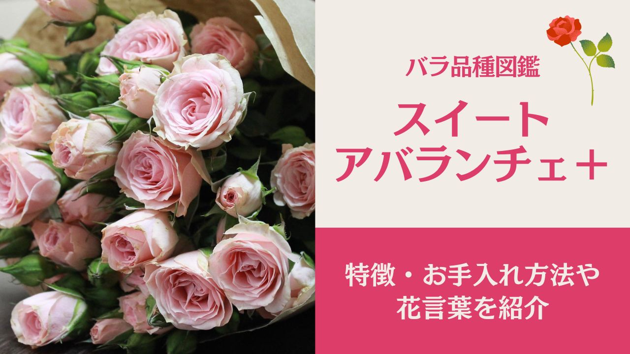 バラ品種「スイートアバランチェ＋」の特徴や花言葉・お手入れ方法を紹介