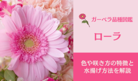 ガーベラ ローラ の特徴 水揚げ方法 花言葉を解説 Bloom Note ブルームノート