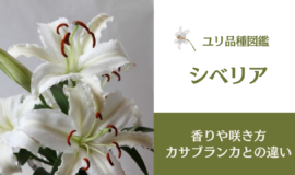 ユリの品種「シベリア」の特徴早見！咲き方や香り、水揚げ方法を紹介 