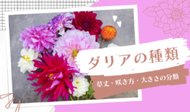 ダリアの種類一覧 咲き方や人気品種も紹介 Bloom Note ブルームノート