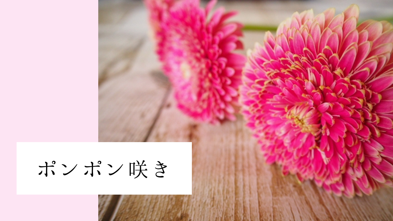 ガーベラの種類まとめ 咲き方 大きさの違いや人気品種を紹介 Bloom Note ブルームノート