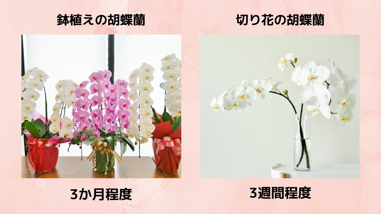 鉢植えの胡蝶蘭・切り花の胡蝶蘭の寿命