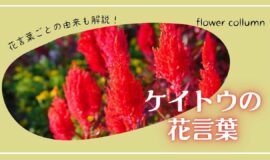 ケイトウの花言葉とは 由来 注意したい怖い意味も紹介