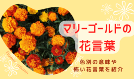 マリーゴールドの花言葉とは 色別の意味 怖い意味について解説 Bloom Note ブルームノート