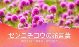センニチコウ（千日紅）の花言葉と由来まとめ！怖い意味はある