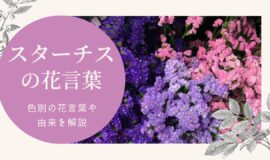 スターチスの花言葉 由来を色別に詳しく解説 Bloom Note ブルームノート