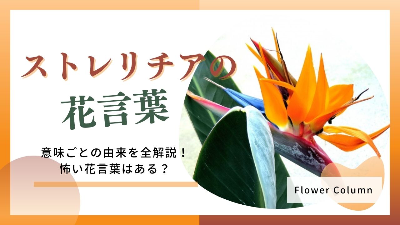 ストレリチア 花 言葉