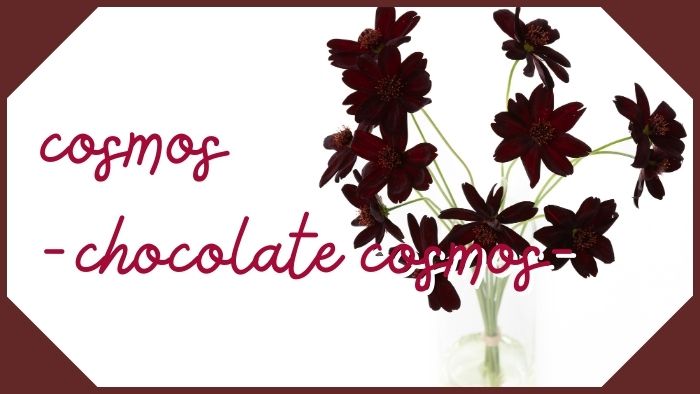 「チョコレートコスモス」の卸販売ならフラワースミスマーケット
