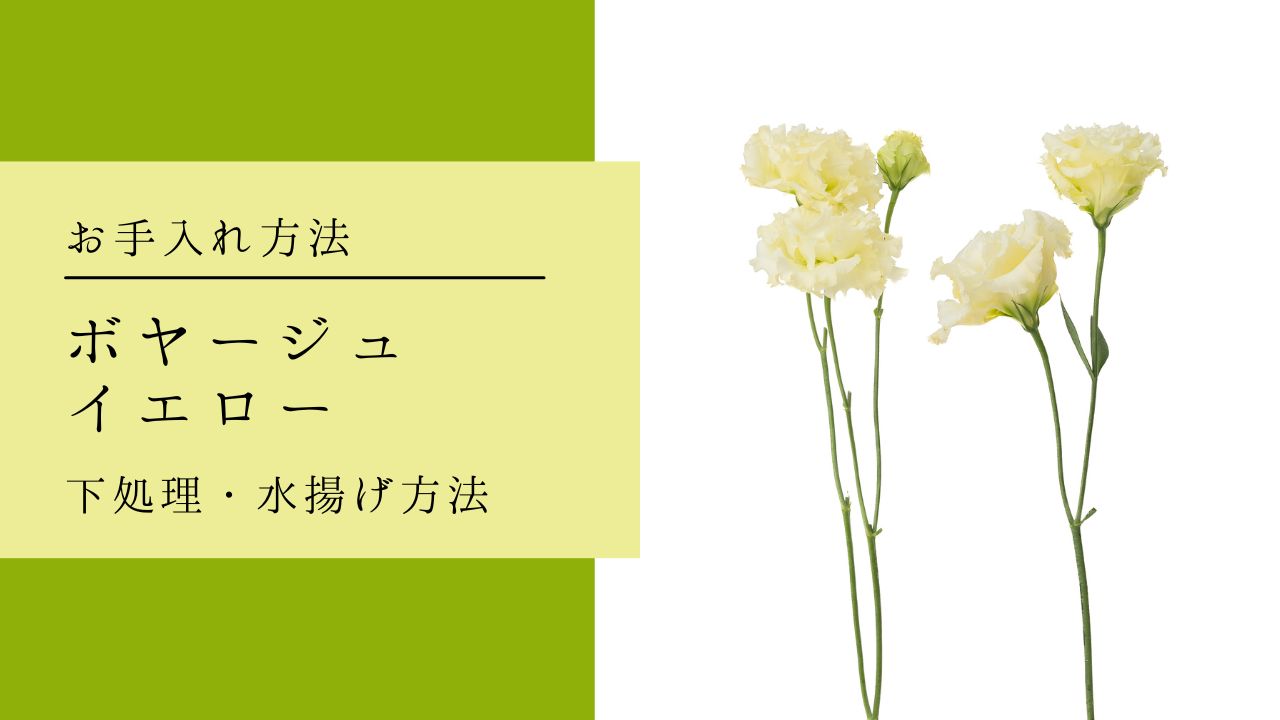 お手入れ「ボヤージュイエロー」水揚げ・お手入れ方法