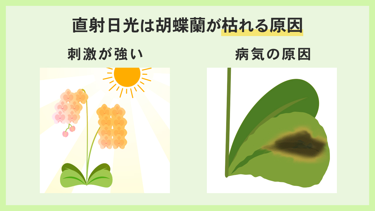 直射日光は胡蝶蘭が枯れる原因　刺激が強い・病気のリスク