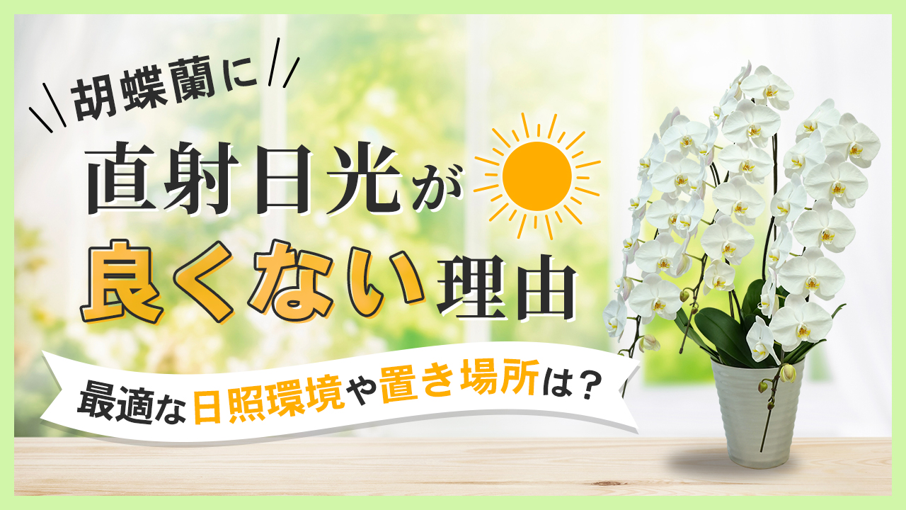 胡蝶蘭に直射日光が良くない理由　最適な日照環境・置き場所は？