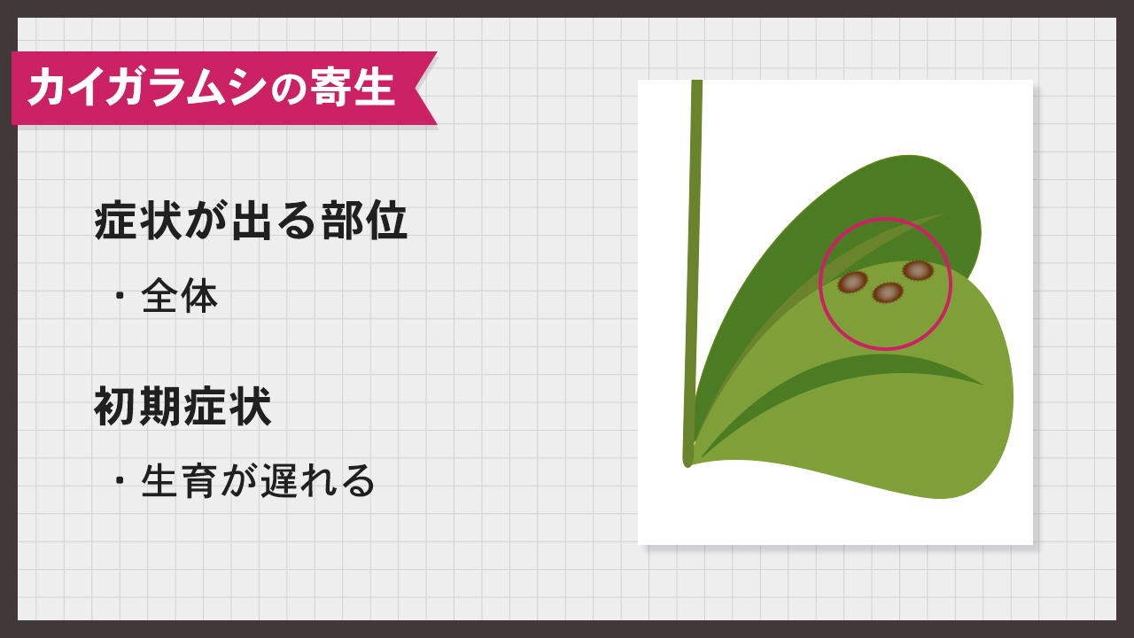 【カイガラムシの寄生】胡蝶蘭の生育が遅れる
