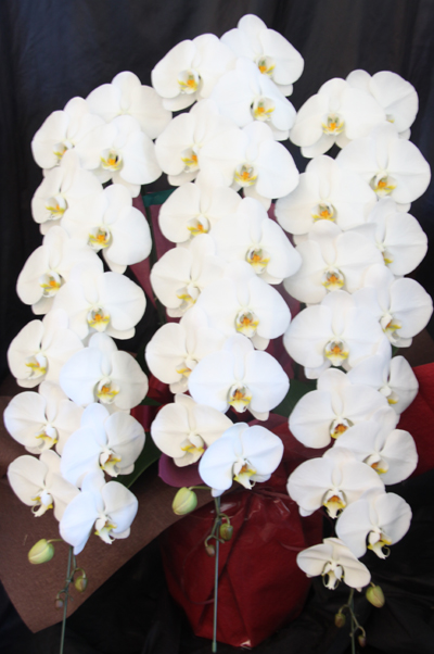 【プレミアガーデン】白大輪胡蝶蘭３本立て 約48～52輪
