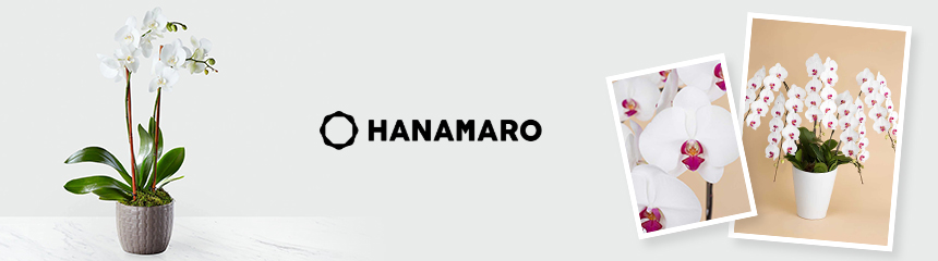 Hanamaro