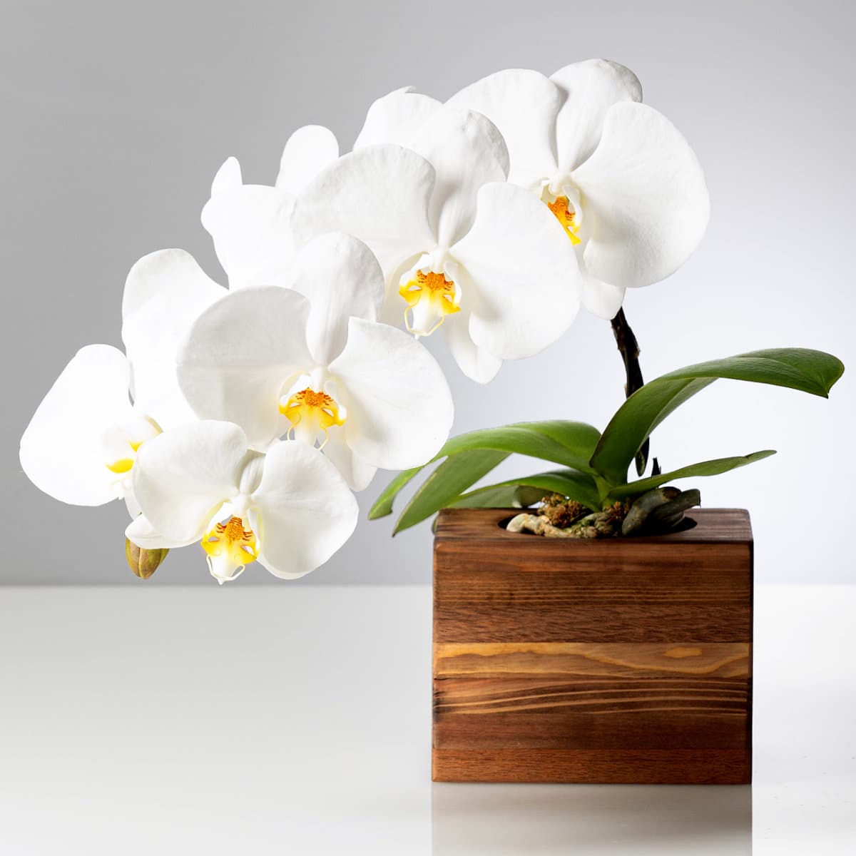 【ヒカル・オーキッド】白胡蝶蘭 ミディショートタイプ / アップサイクル･ウッドベース花器