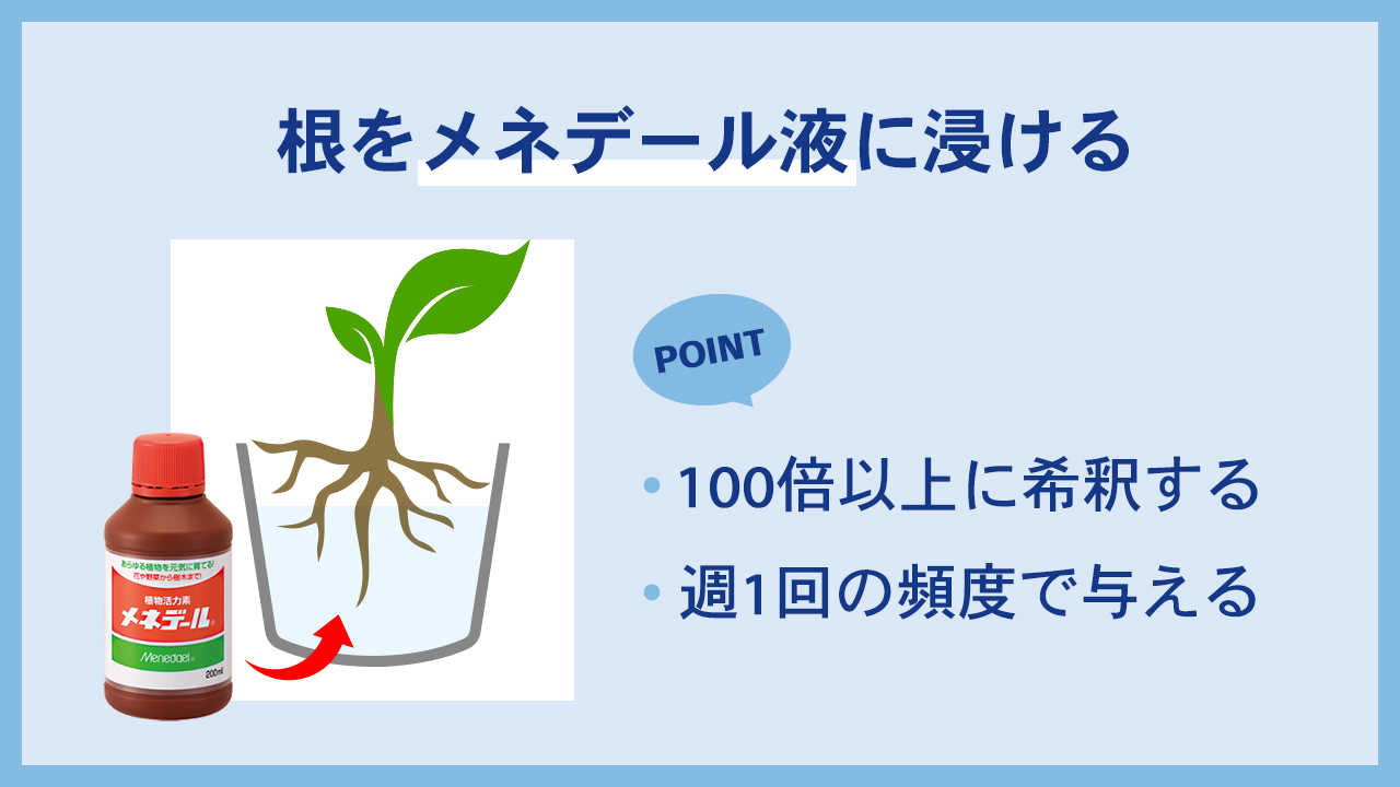 根をメネデール液に浸ける「100倍以上に希釈する」「週一回の頻度で与える」