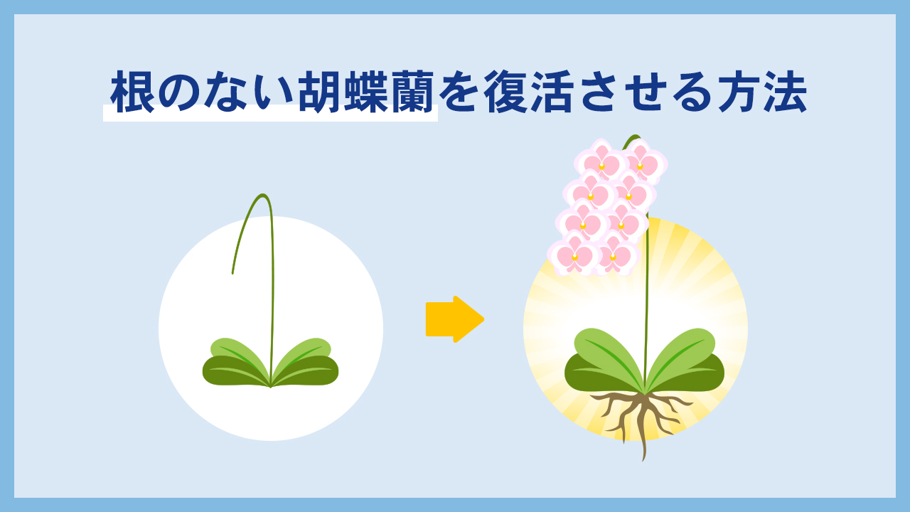 根がない胡蝶蘭を復活させる方法