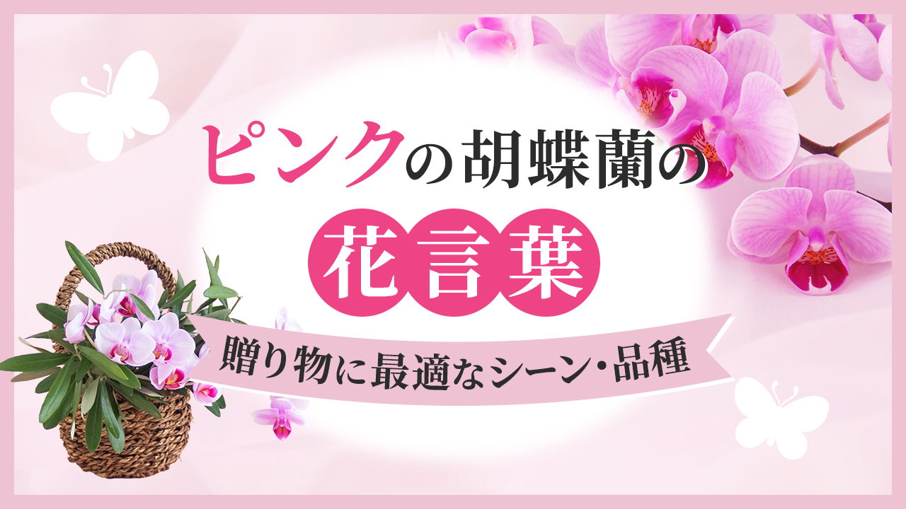ピンクの胡蝶蘭の花言葉　贈り物に最適なシーン・品種を紹介
