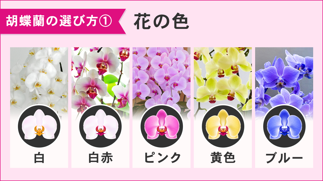 【胡蝶蘭の選び方①】花の色　白、白赤、ピンク、黄色、ブルーなど