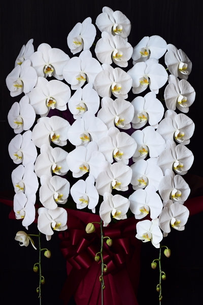 プレミアガーデン「白い大輪胡蝶蘭3本立（45～48輪）」