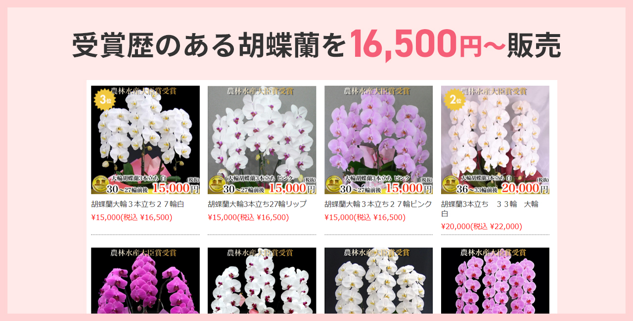 受賞歴のある胡蝶蘭を16500円から販売