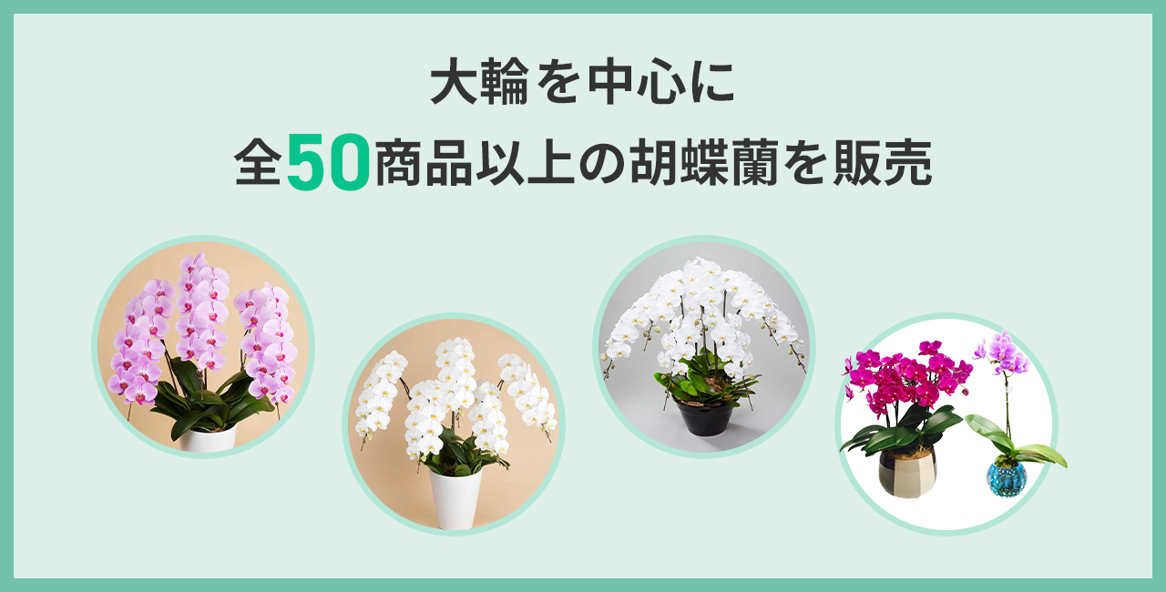 大輪を中心に全50商品以上の胡蝶蘭を販売