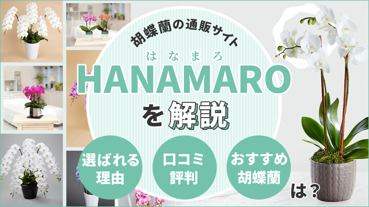 胡蝶蘭の通販サイト「HANAMARO」を解説　選ばれる理由／口コミ・評判／おすすめ胡蝶蘭は？