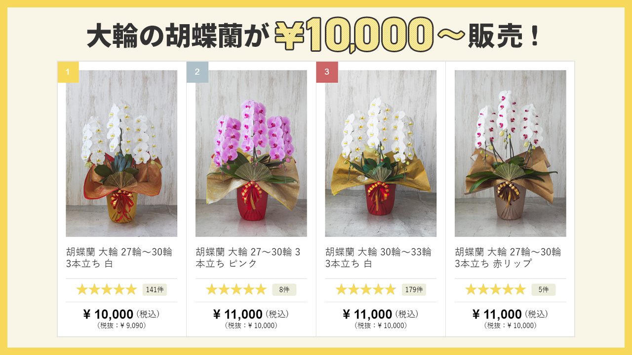 大輪の胡蝶蘭が￥10,000～販売！