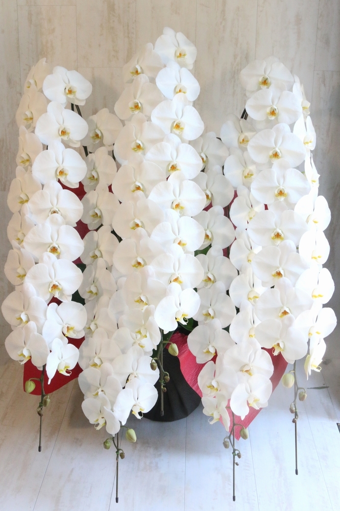 【プレミアガーデン】5本立て白い大輪の胡蝶蘭（約90輪以上）