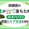 胡蝶蘭の葉が全て落ちた時「原因と初心者でもできるケア方法を解説」