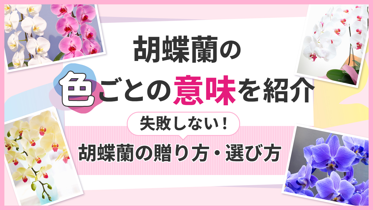 胡蝶蘭の色ごとの意味を紹介　失敗しない胡蝶蘭の贈り方・選び方
