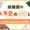 胡蝶蘭の水不足の症状は？正しい水やり方法など対策を解説