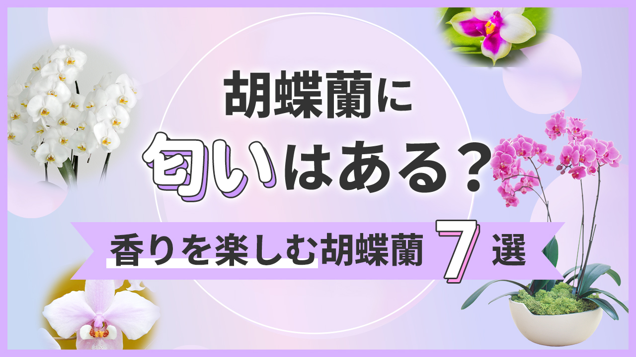 胡蝶蘭に匂いはある？香りを楽しむ胡蝶蘭7選